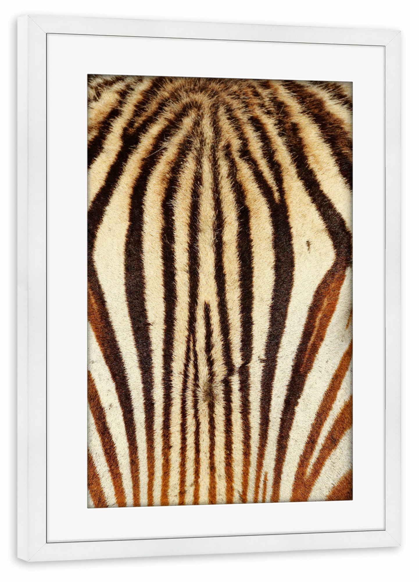 Poster mit Rahmen weiß "Berg Zebra Stirn" artboxONE - Tiere,Reise / Afrika - Zebra,Stirn,Fell