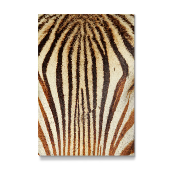 Galerie-Print "Berg Zebra Stirn" 30x20 cm artboxONE