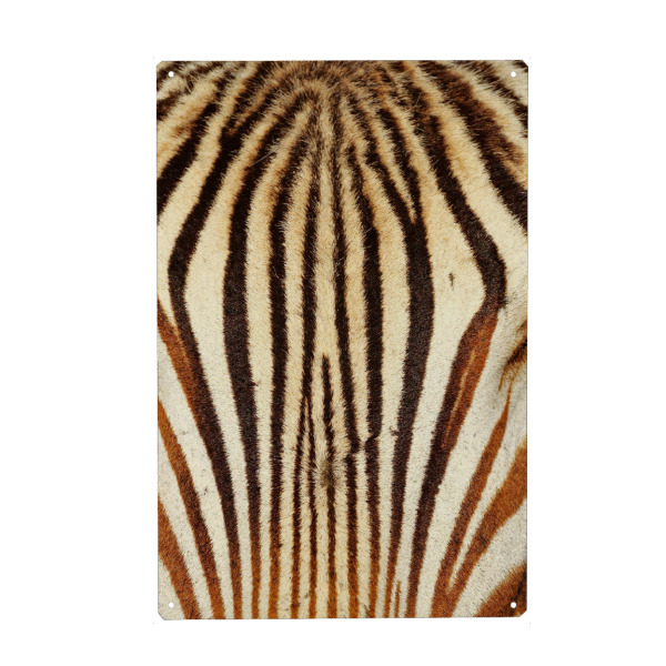 Metall Poster "Berg Zebra Stirn" artboxONE - Tiere,Reise / Afrika - Zebra,Stirn,Fell - Blechschild