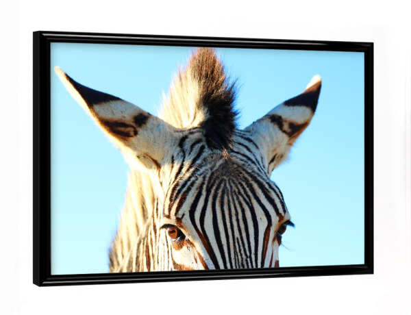 Poster mit schwarzem Rahmen "Zebra Mohikaner" artboxONE - Tiere,Reise / Afrika,Lustig - Zebra,Mohikaner,Afrika