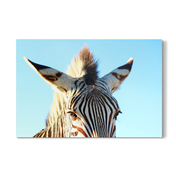 Galerie-Print "Zebra Mohikaner" 30x20 cm artboxONE
