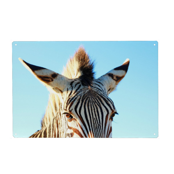 Metall Poster "Zebra Mohikaner" artboxONE - Tiere,Reise / Afrika,Lustig - Zebra,Mohikaner,Afrika - Blechschild