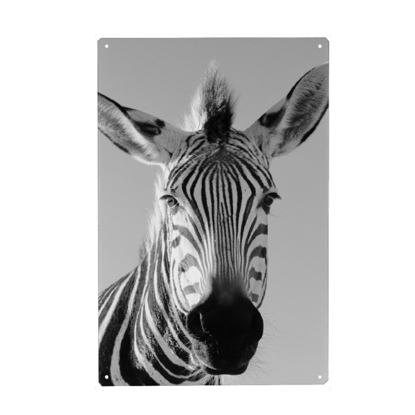 Holzbild "Lustiges Berg Zebra" artboxONE - Tiere,Schwarzweiß,Reise / Afrika - Berg zebra,Lustig,Afrika