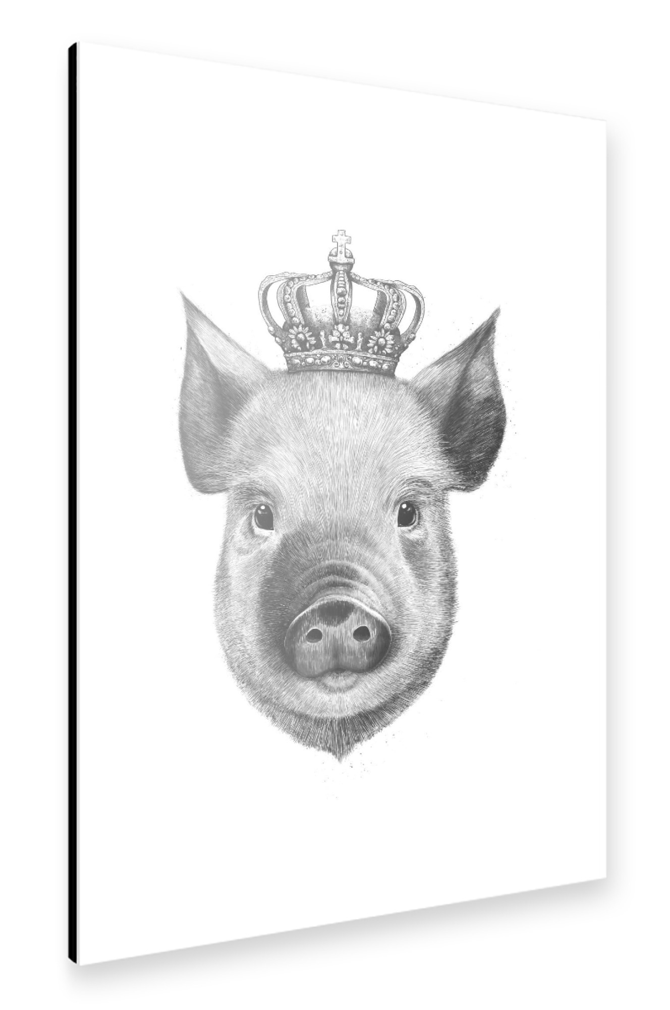 Alu-Dibond "The King Pig" 75x50 cm artboxONE