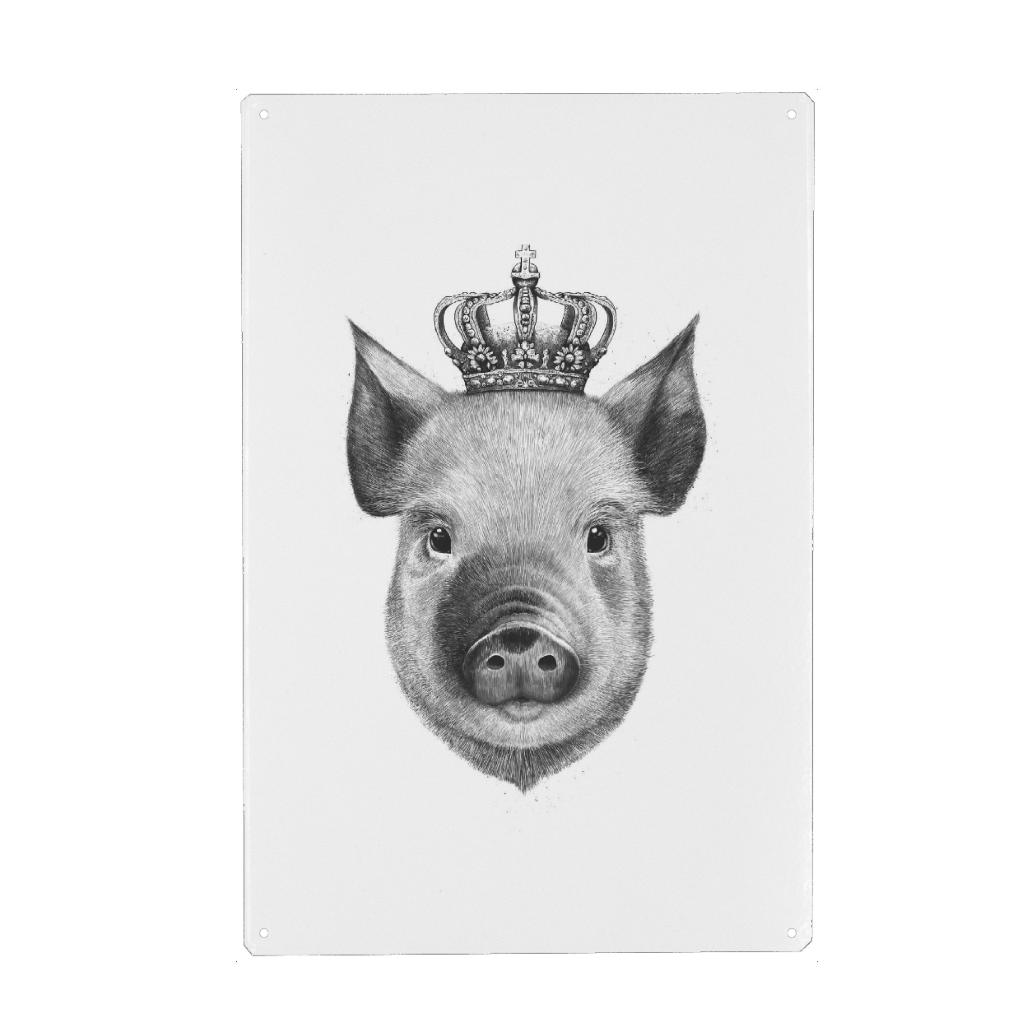 Metall Poster "The King Pig" artboxONE - Tiere,Schwarzweiß - Pig,Royal,King,Black and white,Crown - Blechschild