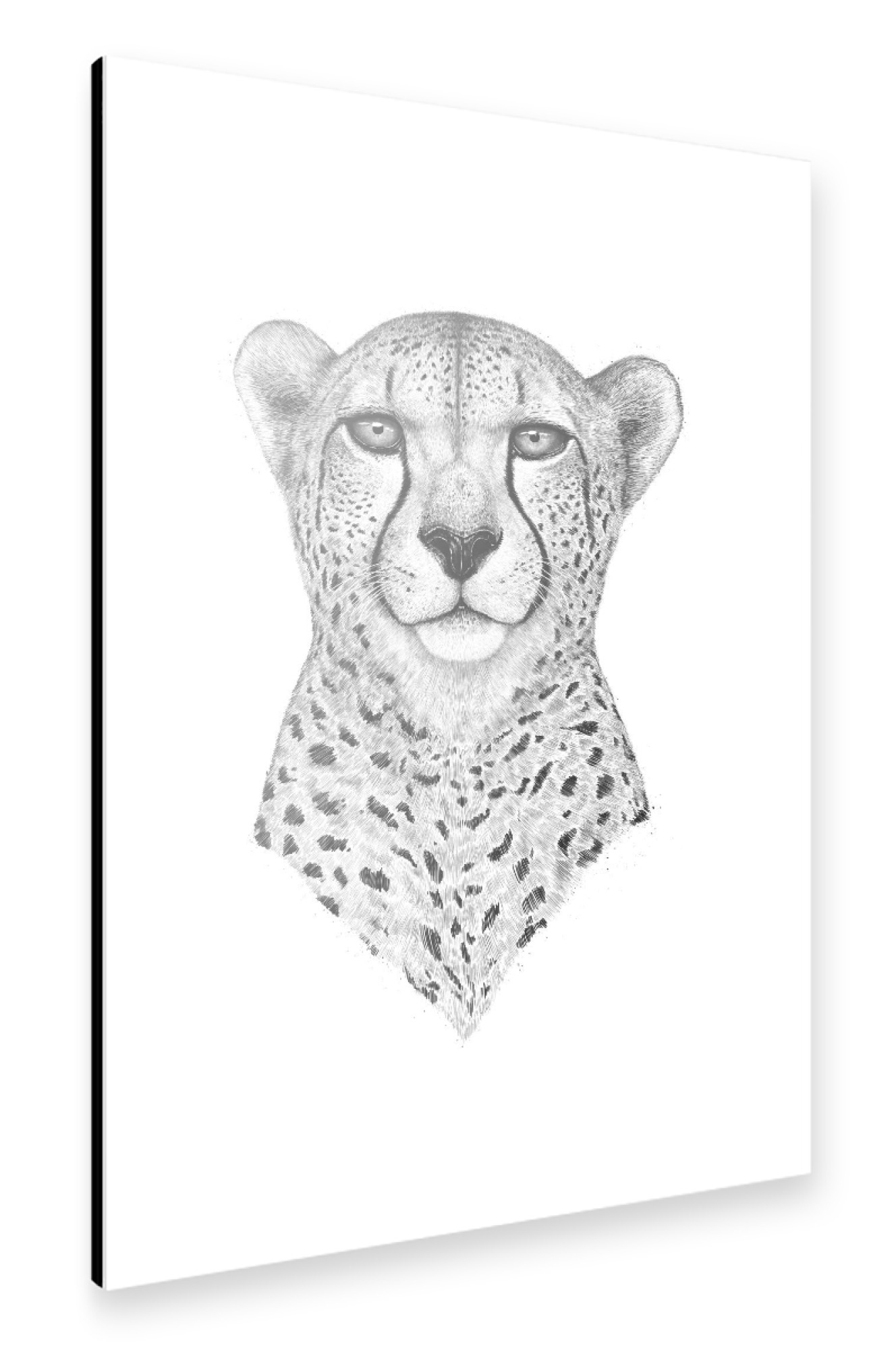 Alu-Dibond "The Cheetah" 75x50 cm artboxONE