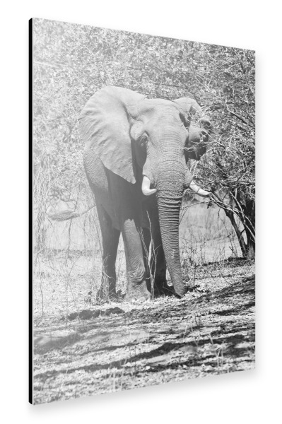 Alu-Dibond "Großer Elefant im Busch" 30x20 cm artboxONE