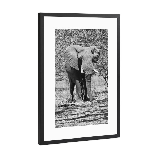 Poster mit Rahmen Schwarz (Metallic) "Großer Elefant im Busch" artboxONE - Tiere,Schwarzweiß,Reise / Afrika