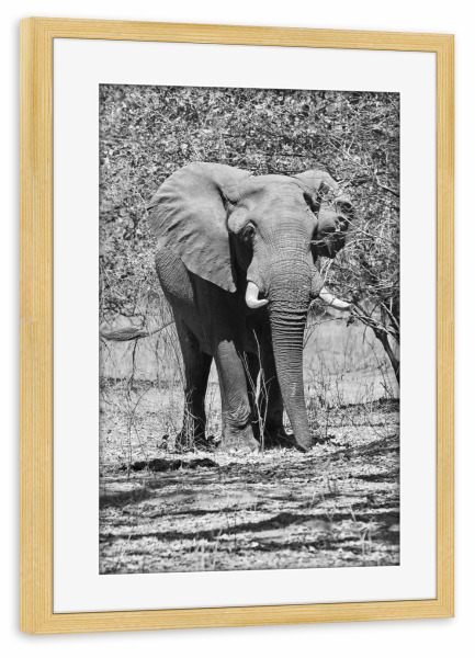 Poster mit Rahmen kiefer "Großer Elefant im Busch" artboxONE - Tiere,Schwarzweiß,Reise / Afrika - Elefanten bulle,Zimbabwe,Dickhäuter,Elfenbein
