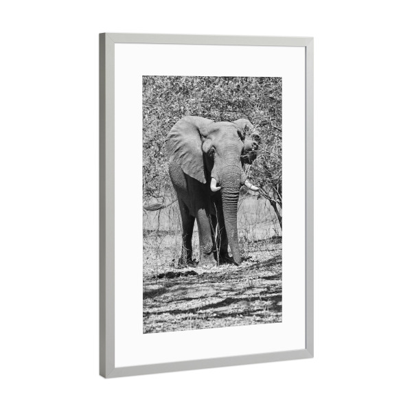 Poster mit Rahmen Silber "Großer Elefant im Busch" artboxONE - Tiere,Schwarzweiß,Reise / Afrika - Elefanten bulle,Zimbabwe,Dickhäuter,Elfenbein