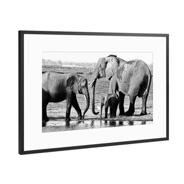 Poster mit Rahmen Schwarz (Metallic) "Elefanten mit Baby am Fluss" artboxONE - Tiere,Schwarzweiß,Reise / Afrika