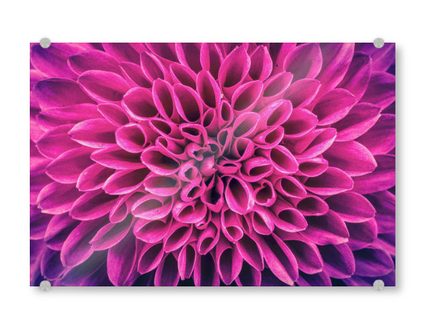 Acrylglasbild "Blume pink lila" artboxONE - Floral,Abstrakt - Blume,Blüte