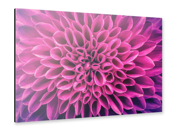 Alu-Dibond "Blume pink lila" 30x20 cm artboxONE