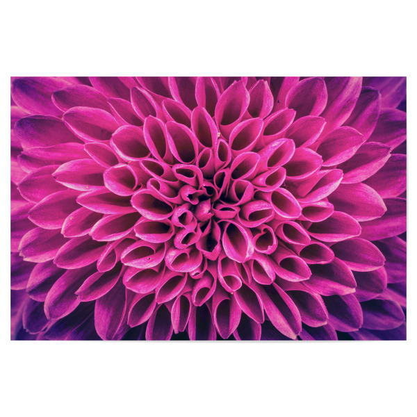 Poster 30x20 cm "Blume pink lila" artboxONE - Floral,Abstrakt - Blume,Blüte