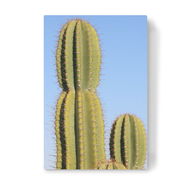 Leinwandbild "Kakteen in Afrika" artboxONE - Natur,Reise / Afrika - Kakteen,Kaktus