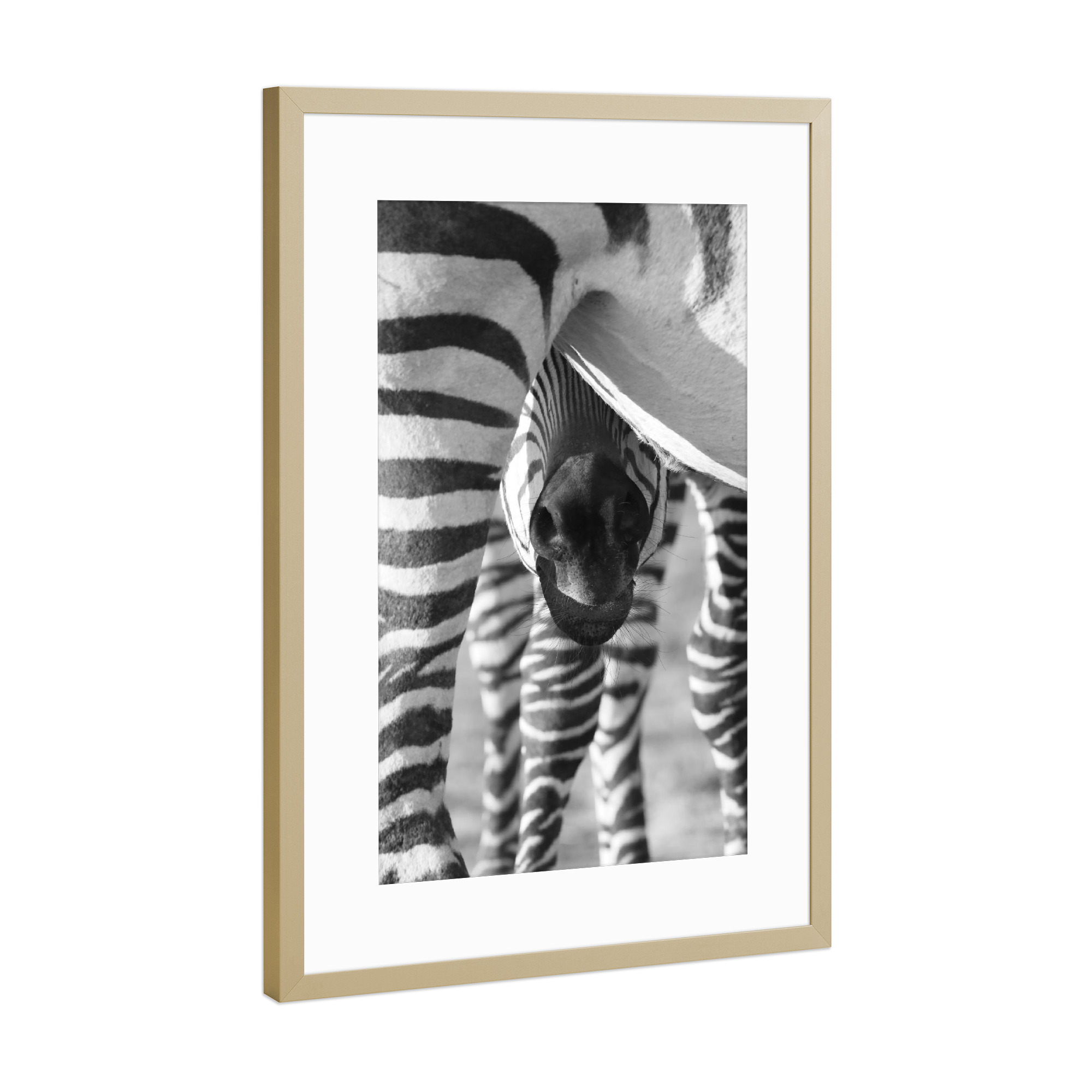 Poster mit Rahmen Gold "Baby Zebra" artboxONE - Tiere,Schwarzweiß,Reise / Afrika - Zebra,Zebra baby,Afrika