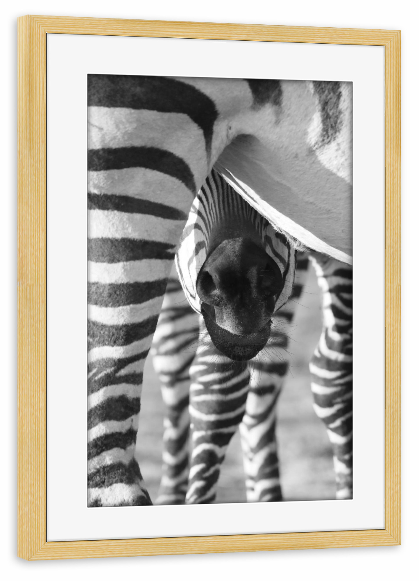Poster mit Rahmen kiefer "Baby Zebra" artboxONE - Tiere,Schwarzweiß,Reise / Afrika - Zebra,Zebra baby,Afrika