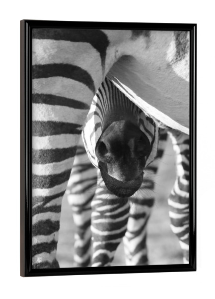Poster mit schwarzem Rahmen "Baby Zebra" artboxONE - Tiere,Schwarzweiß,Reise / Afrika - Zebra,Zebra baby,Afrika