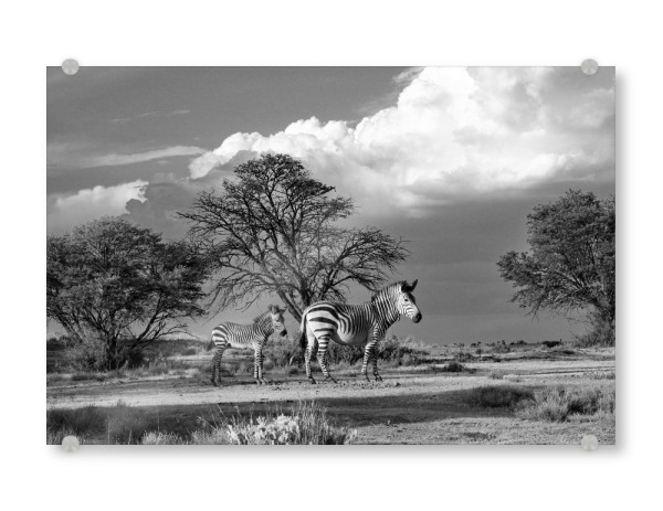 Acrylglasbild "Zebras in Afrikas" artboxONE - Natur,Tiere,Schwarzweiß,Reise / Afrika - Zebra,Afrika