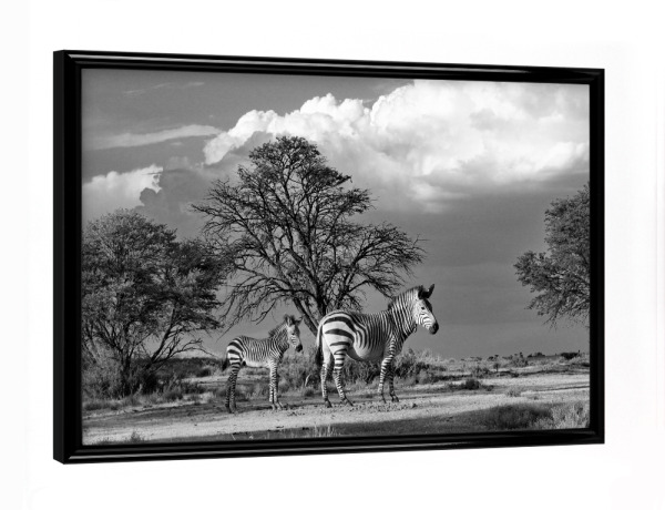 Poster mit schwarzem Rahmen "Zebras in Afrikas" artboxONE - Natur,Tiere,Schwarzweiß,Reise / Afrika - Zebra,Afrika