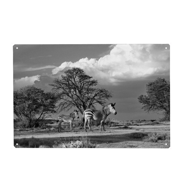 Holzbild "Zebras in Afrikas" artboxONE - Natur,Tiere,Schwarzweiß,Reise / Afrika - Zebra,Afrika