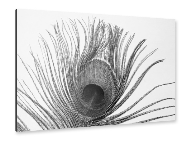Alu-Dibond "Pfauen Auge Feder" 30x20 cm artboxONE