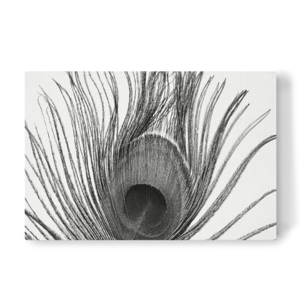 Leinwandbild "Pfauen Auge Feder" artboxONE - Tiere,Abstrakt,Schwarzweiß - Feder,Pfau