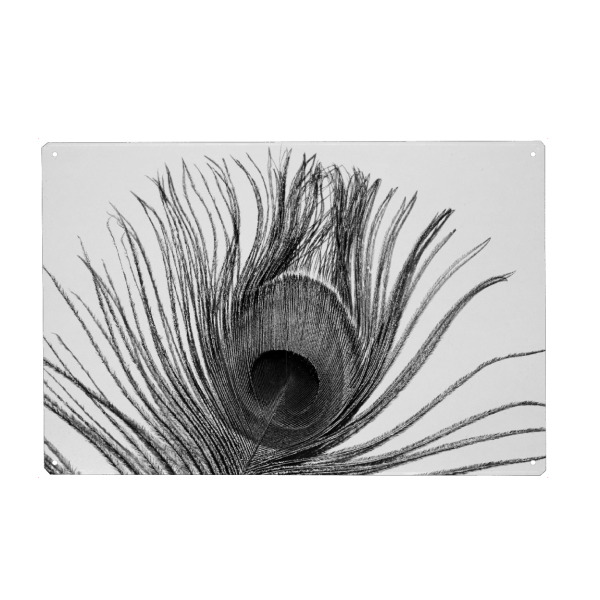 Holzbild "Pfauen Auge Feder" artboxONE - Tiere,Abstrakt,Schwarzweiß - Feder,Pfau