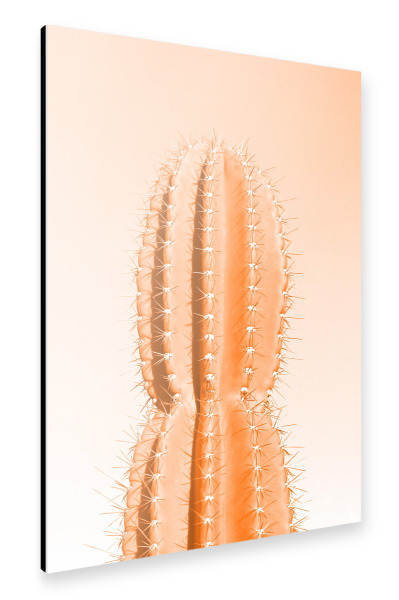 Alu-Dibond "Stacheliger Kaktus orange" 30x20 cm artboxONE