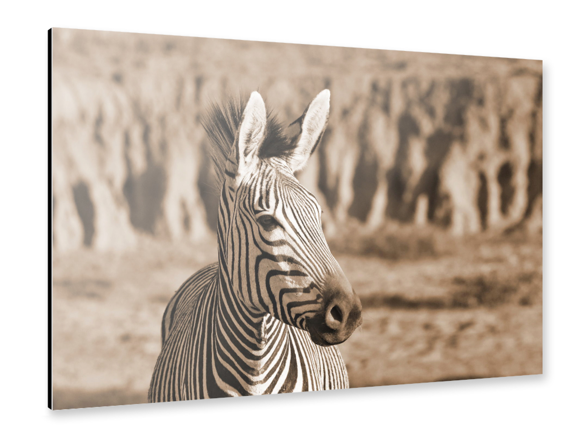 Alu-Dibond "Zebra Freiheit" 75x50 cm artboxONE