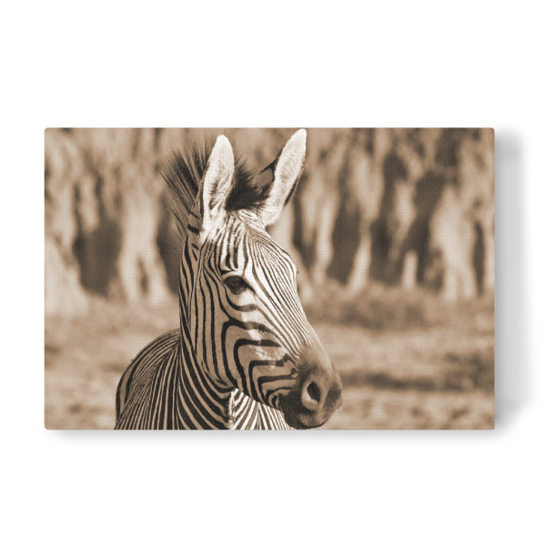 Leinwandbild "Zebra Freiheit" artboxONE - Tiere,Reise / Afrika - Zebra,Afrika,Freiheit