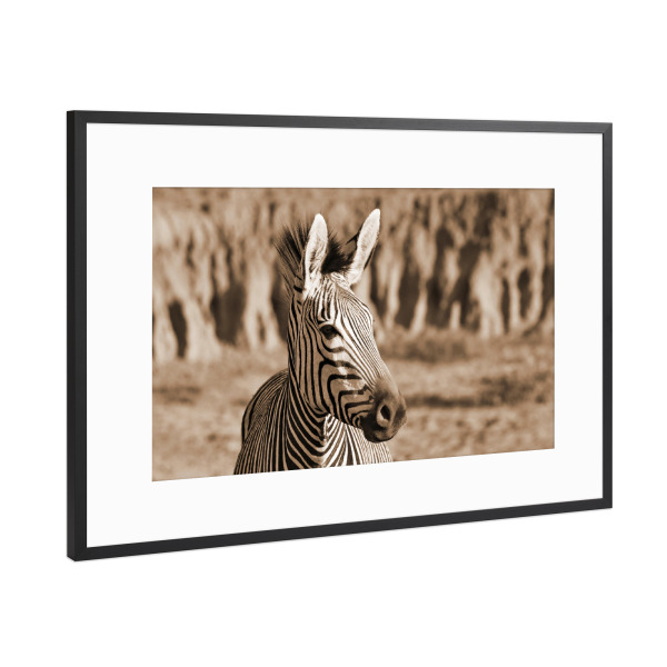 Poster mit Rahmen Schwarz (Metallic) "Zebra Freiheit" artboxONE - Tiere,Reise / Afrika - Zebra,Afrika,Freiheit