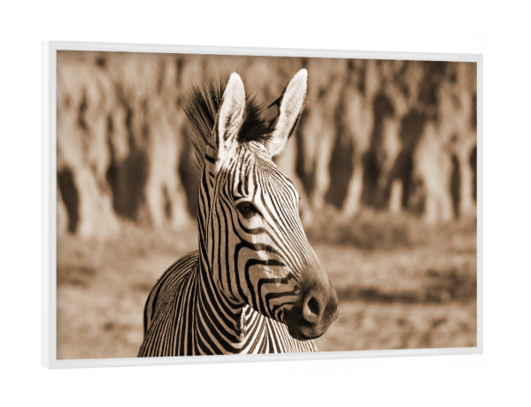 Poster mit weißem Rahmen "Zebra Freiheit" artboxONE - Tiere,Reise / Afrika - Zebra,Afrika,Freiheit