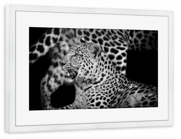 Poster mit Rahmen weiß "Leopard digital-art" artboxONE - Tiere,Schwarzweiß,Reise / Afrika - Leopard,Afrika