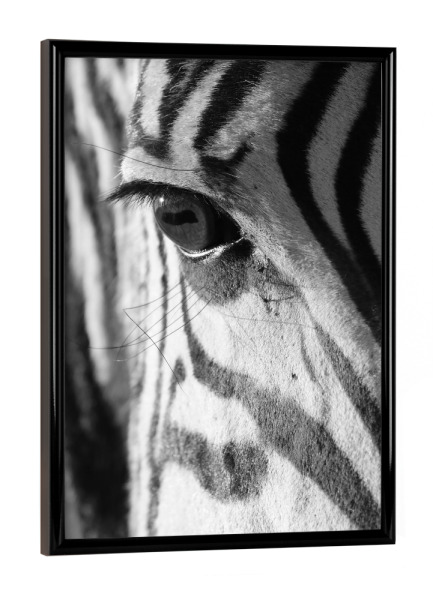 Poster mit schwarzem Rahmen "Ein scharfer Blick" artboxONE - Tiere,Schwarzweiß,Reise / Afrika - Zebra,Auge,Nahaufnahme
