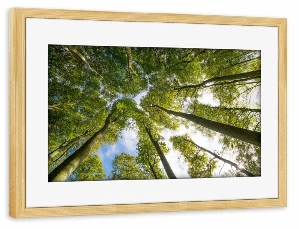 Poster mit Rahmen kiefer "Buchenwald auf Rügen" artboxONE - Natur - Wald,Bäume,Herbst,Natur,Mecklenburg,Vorpommern,Deutschland