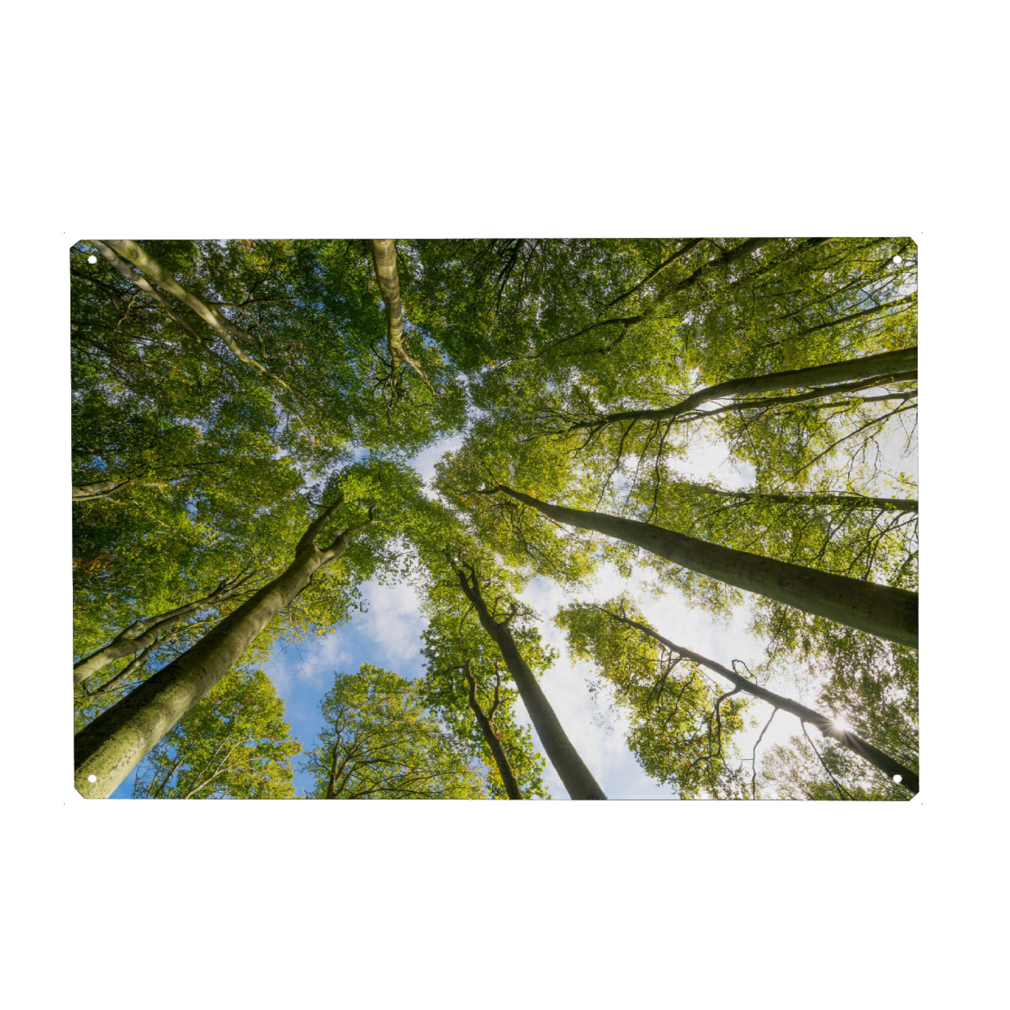 Holzbild "Buchenwald auf Rügen" artboxONE - Natur - Wald,Bäume,Herbst,Natur,Mecklenburg,Vorpommern,Deutschland