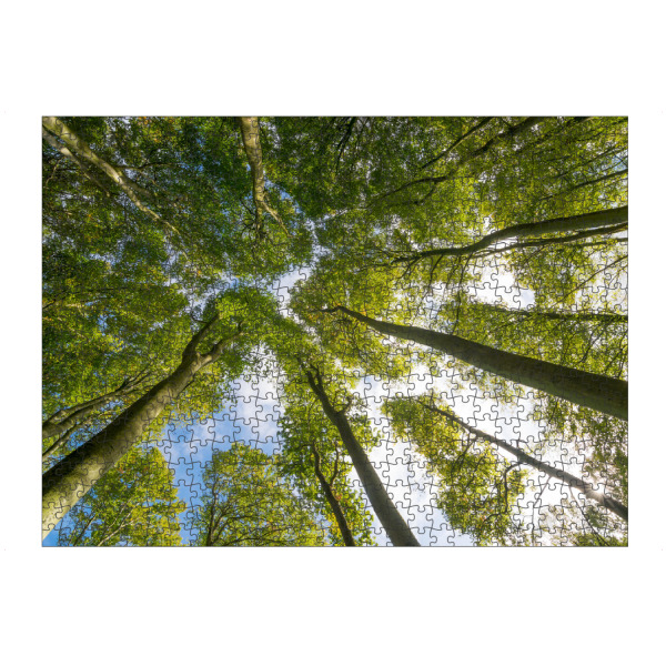 artboxONE Puzzle "Buchenwald auf Rügen" artboxONE - Natur - Wald,Bäume,Herbst,Natur,Mecklenburg,Vorpommern,Deutschland - Bild wald