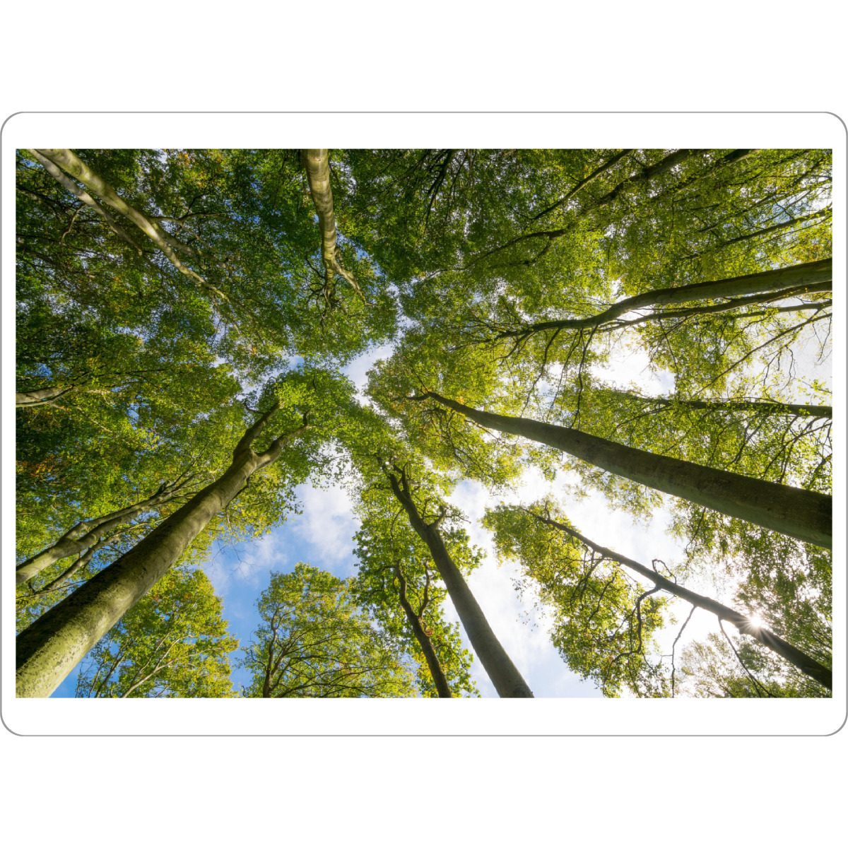 Tischset "Buchenwald auf Rügen" artboxONE - Natur - Wald,Bäume,Herbst,Natur,Mecklenburg,Vorpommern,Deutschland - Bild wald