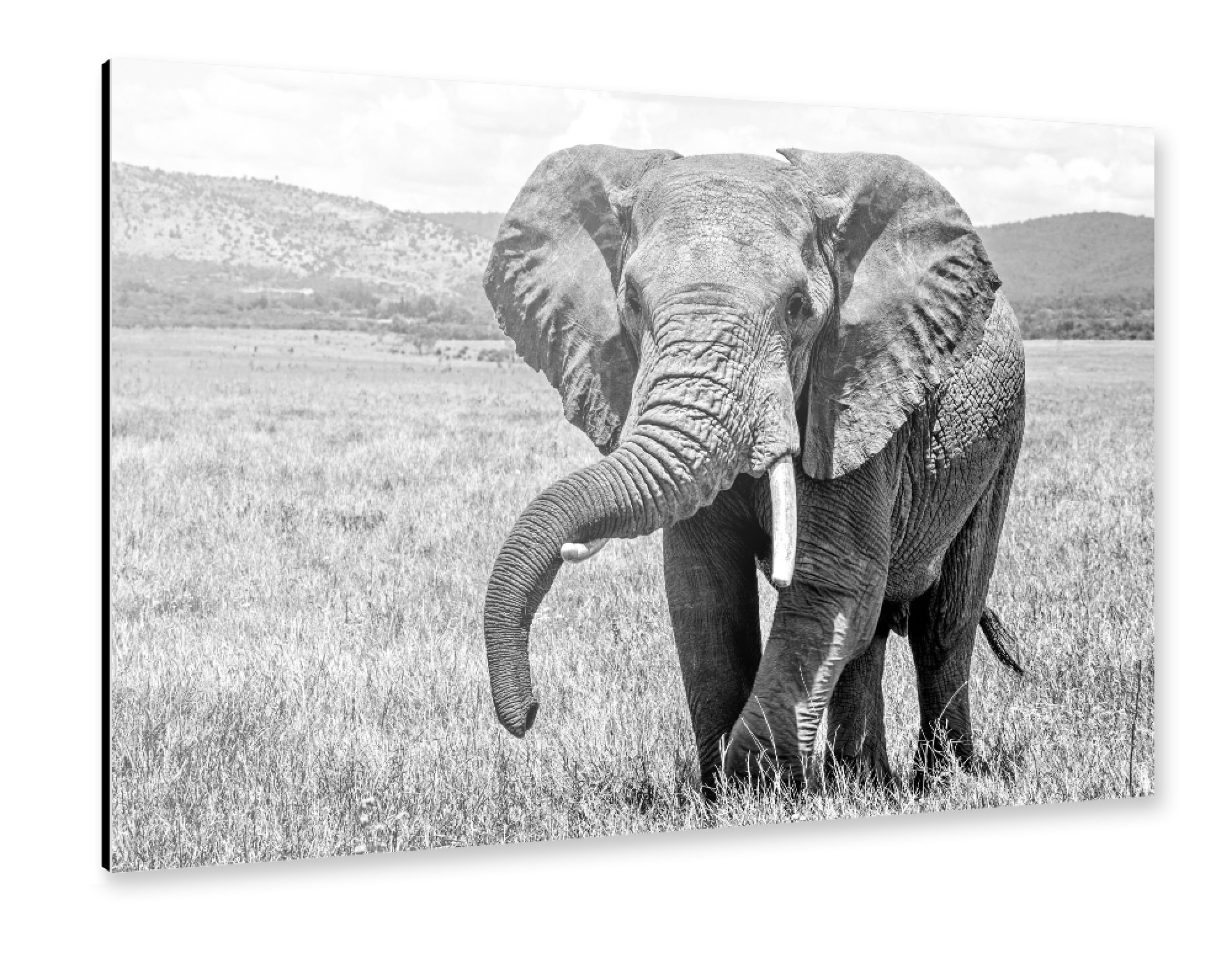 Alu-Dibond "Alter Elefant" 75x50 cm artboxONE