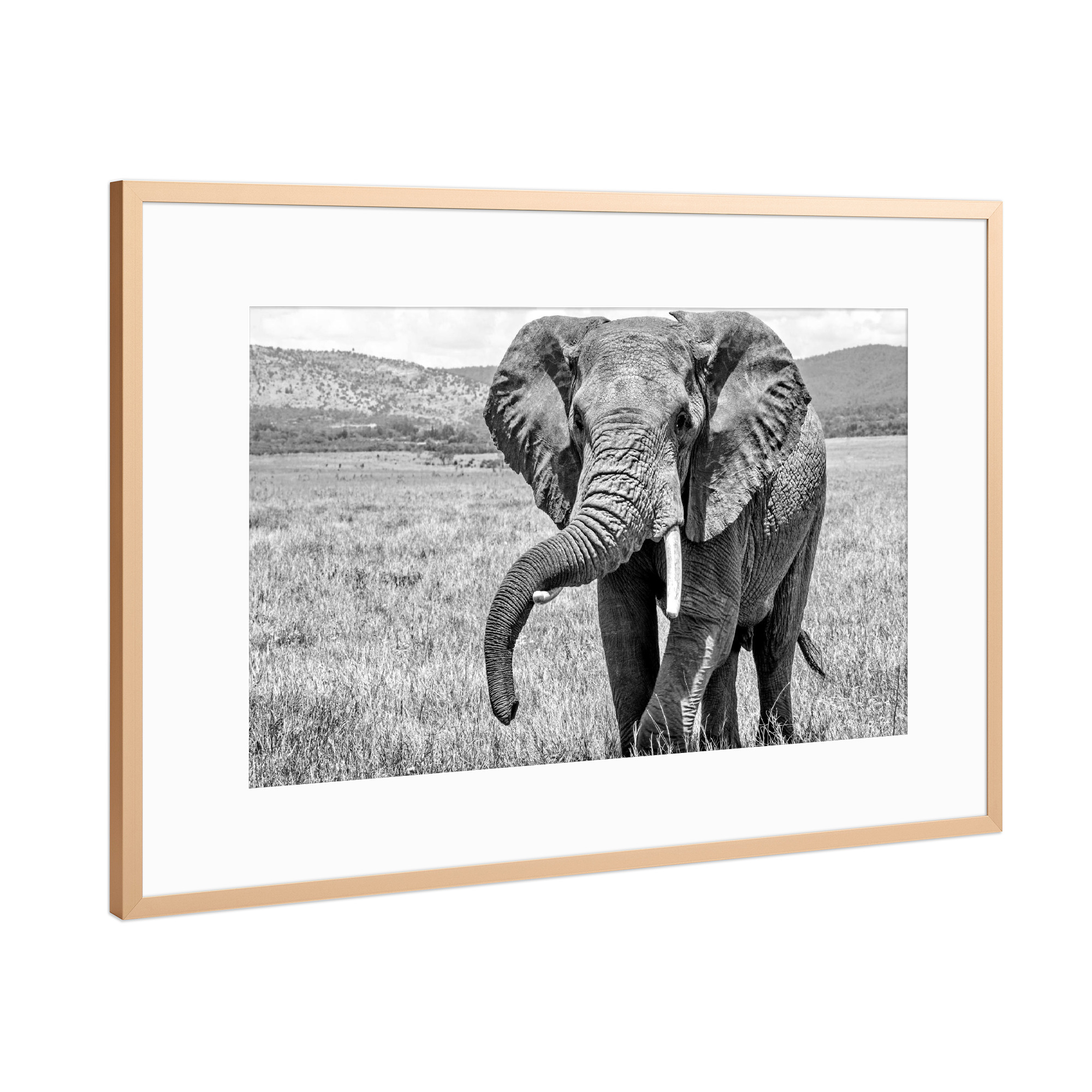 Poster mit Rahmen Kupfer "Alter Elefant" artboxONE - Tiere,Schwarzweiß - Elefant,Afrika,Dickhäuter