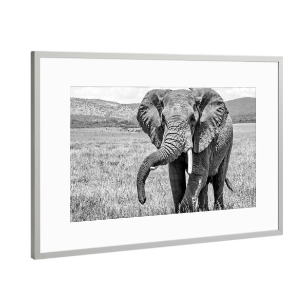 Poster mit Rahmen Silber "Alter Elefant" artboxONE - Tiere,Schwarzweiß - Elefant,Afrika,Dickhäuter