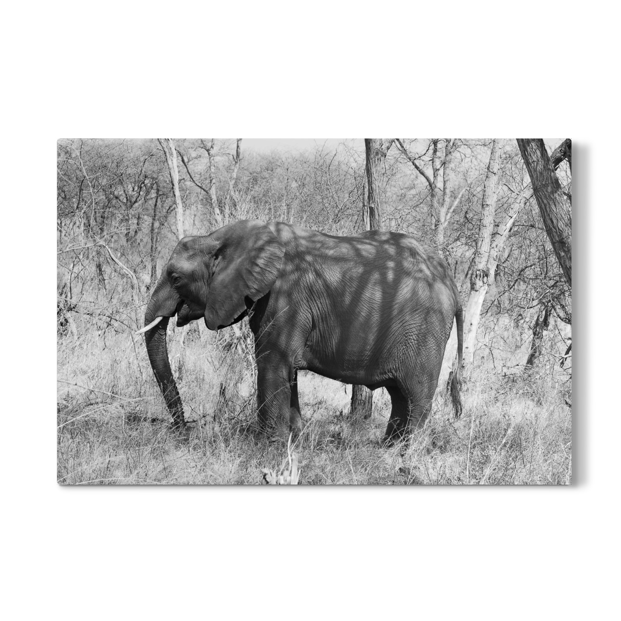 Galerie-Print "Elefant im Busch" 30x20 cm artboxONE