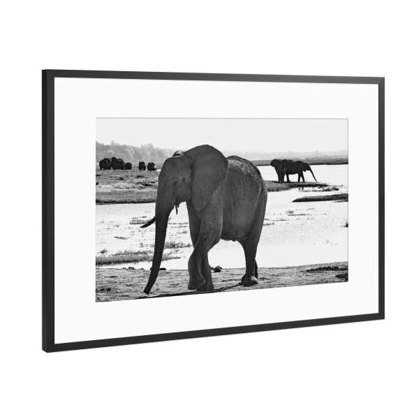 Poster mit Rahmen Schwarz (Metallic) "Elefant am Fluss" artboxONE - Tiere,Schwarzweiß,Reise / Afrika - Elefant,Zimbabwe,Elfenbein