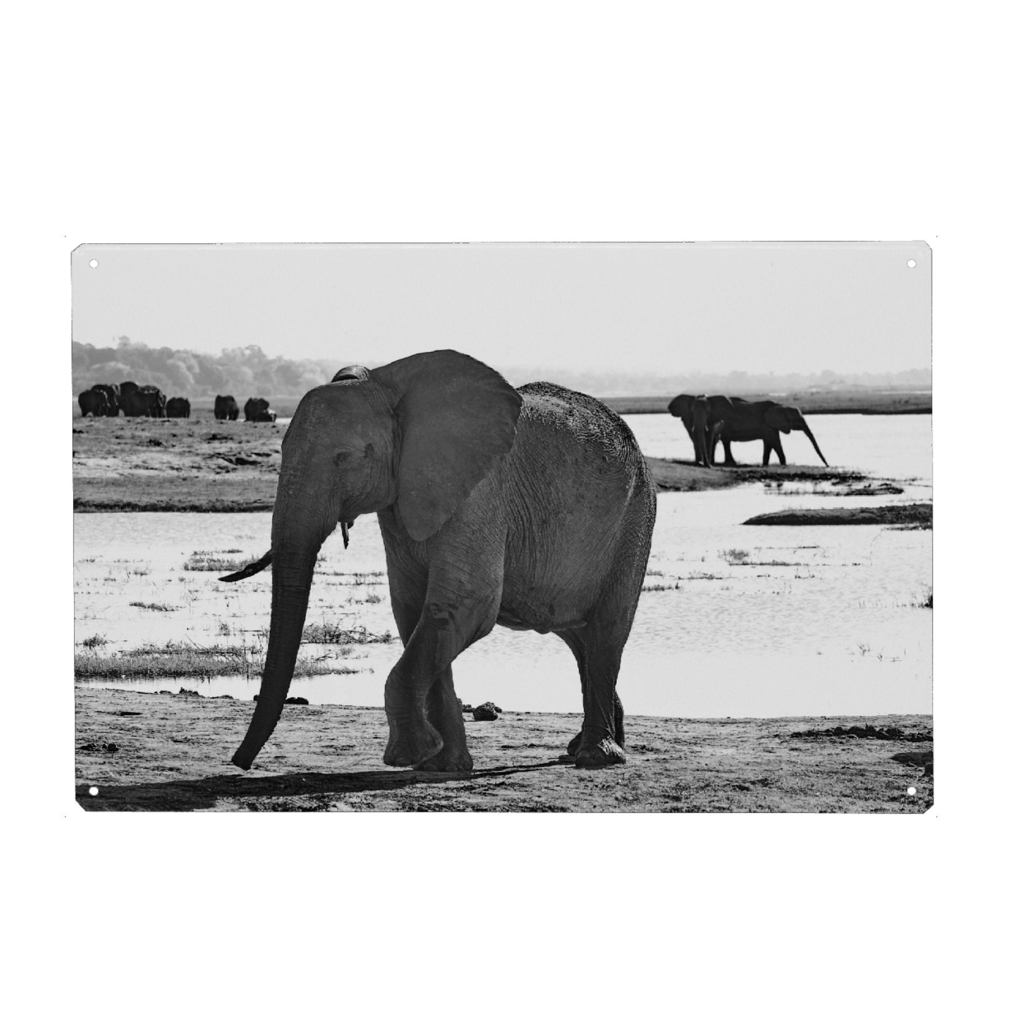 Holzbild "Elefant am Fluss" artboxONE - Tiere,Schwarzweiß,Reise / Afrika - Elefant,Zimbabwe,Elfenbein