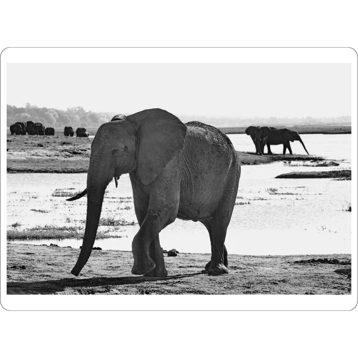 Tischset "Elefant am Fluss" artboxONE - Tiere,Schwarzweiß,Reise / Afrika - Elefant,Zimbabwe,Elfenbein - Bild elefant