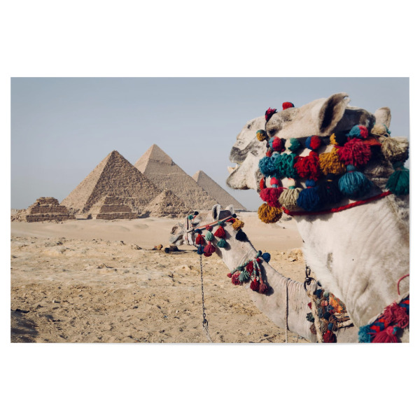 Poster 30x20 cm "Pyramiden mit Kamel" artboxONE - Reise,Reise / Länder - Kamel,Wüste,ägypten,Pyramide