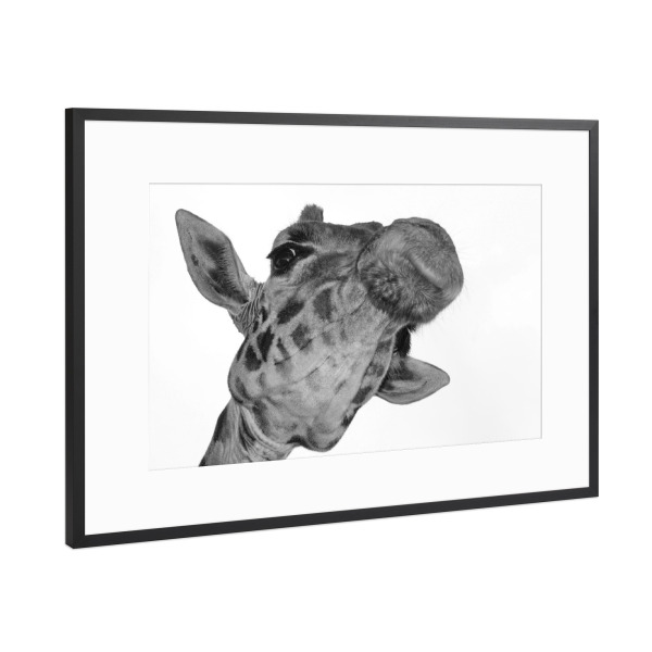 Poster mit Rahmen Schwarz (Metallic) "Giraffen Selfie" artboxONE - Tiere,Schwarzweiß - Giraffe