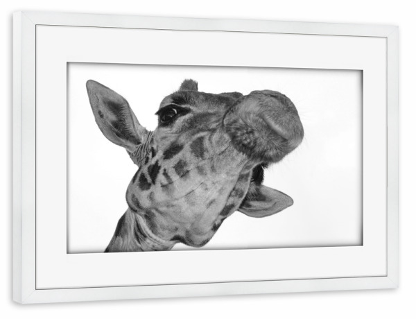 Poster mit Rahmen weiß "Giraffen Selfie" artboxONE - Tiere,Schwarzweiß - Giraffe