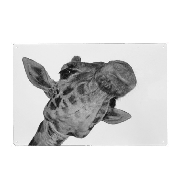 Holzbild "Giraffen Selfie" artboxONE - Tiere,Schwarzweiß - Giraffe